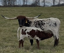 Stick and move x Romans Flower