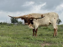 Tejas Ranger 205