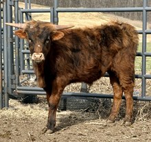 HEART BREAKER X JAZZY 