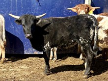 Stick n move x Francies gauge