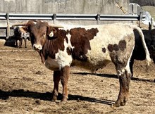 Tosser x Romans Flower