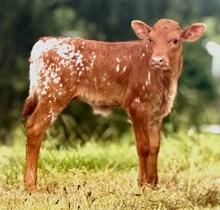 Tosser x Charming heifer