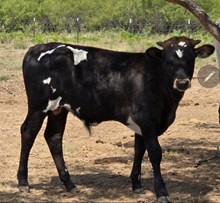 Bull named Sue 