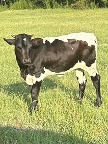 CSL SETTIN FANCY FREE