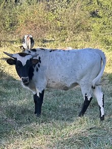 CSL COWGIRL MICHELLE