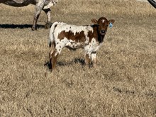 20 Gauge x Tejas Glory Bull Calf