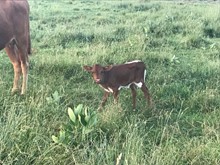 Colorado Cowgirl Heifer calf