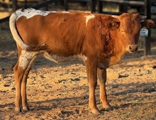 J & T's Heart of Stone