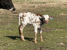 Contender x Jazz Bull Calf