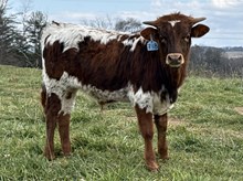 2025 Bull (Georgette)
