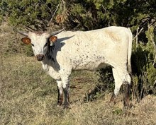  #37 Bux 20 Powdered Sugar 