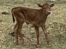 Jeremiah 29:11 X Night Life Tulla Calf