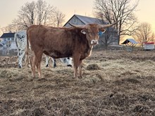 DFF Jeremiah’s Sable