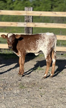 MF Appalachian Belle