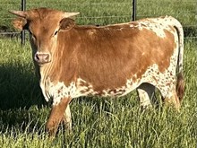 FHR 20G's Pampered Lady