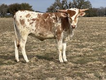 #83 Golden Eagle X Joyous Catch