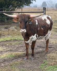 4L Jo Jo Crackin Jenny