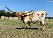 HELM TUFF N GORGEOUS