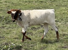 #133 BUX REBEL X 20G GLORY