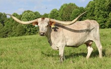 SDR SAFARI ALTHA