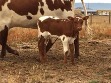 DYNAMITE BULL CALF #2