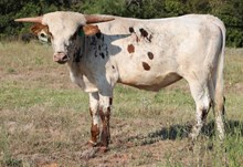 Roman Crown x Icons Safari Bull Calf
