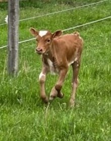 Hubbell 20 Gustav x Ginger snap SRC