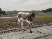 2023 APOLLO SPECIAL HEIFER