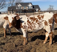 J7 TJ'S STARLIGHT 🇺🇸