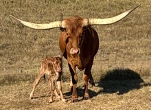 Crown Royal x Lil Sis Heifer Calf