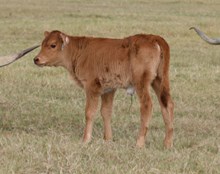 Crown Royal x Lil Sis Heifer Calf