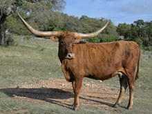 PACIFIC LUCKY STREAK