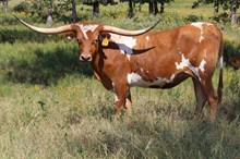 Molly's 50 Stars MML