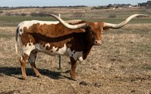 PCL CONCEALED LILY 🇺🇸