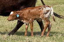 Contender x Rio Girl Bull Calf