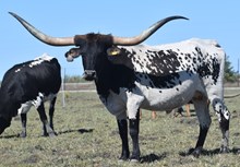 Romantic Cowgirl CDC