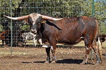 SR Bevo 066