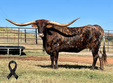 SWEET CARAMEL 🇧🇷