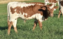 2420 RESPECT TONKAWA STEER
