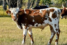 2424 SMOKIN SADDLES STEER
