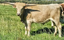 PCC Grey Eagle x Saturnalia bull