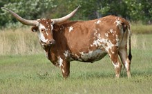 MWR BUCKSHOTS NORTH STAR