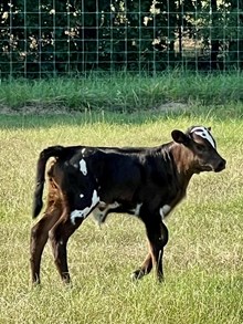 Sweet Cricket 20 Proof Heifer 25