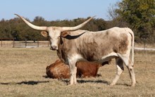 Hubbells Crown TX Gold