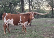 WL HEART'S SILVER STAR