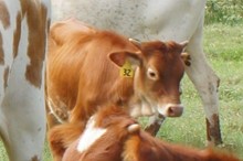 Y32 HEIFER