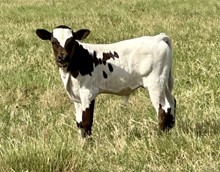 Bull Calf Hubbells Chief Noonday x LazyJs Sinister