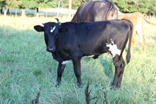 UNREGISTERED CALF