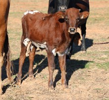 Grey Eagle x 007 Catchit Bull Calf