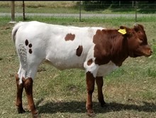 ECR Command Ready Heifer 1